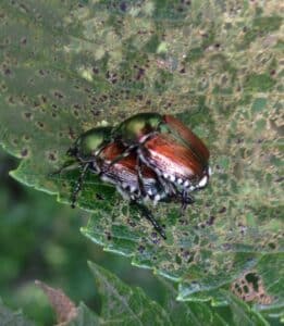 Close-up of two Japanese beetles with metallic green and copper bodies on a leaf riddled with feeding damage.