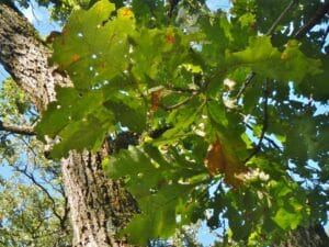 Oak leaves showing bur oak blight lesions along veins, viewed from below against tree trunk and blue sky.