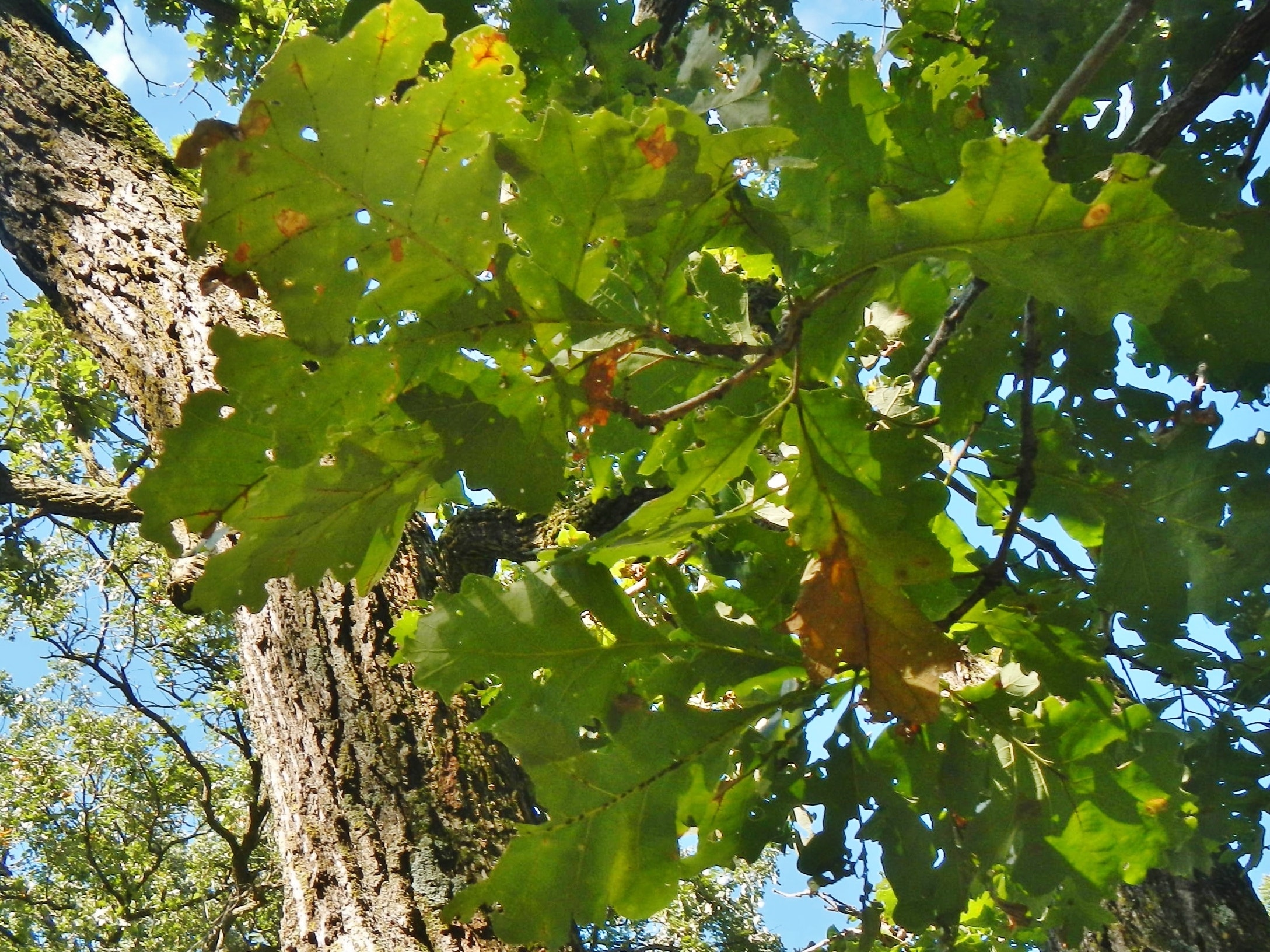 Oak leaves showing bur oak blight lesions along veins, viewed from below against tree trunk and blue sky.