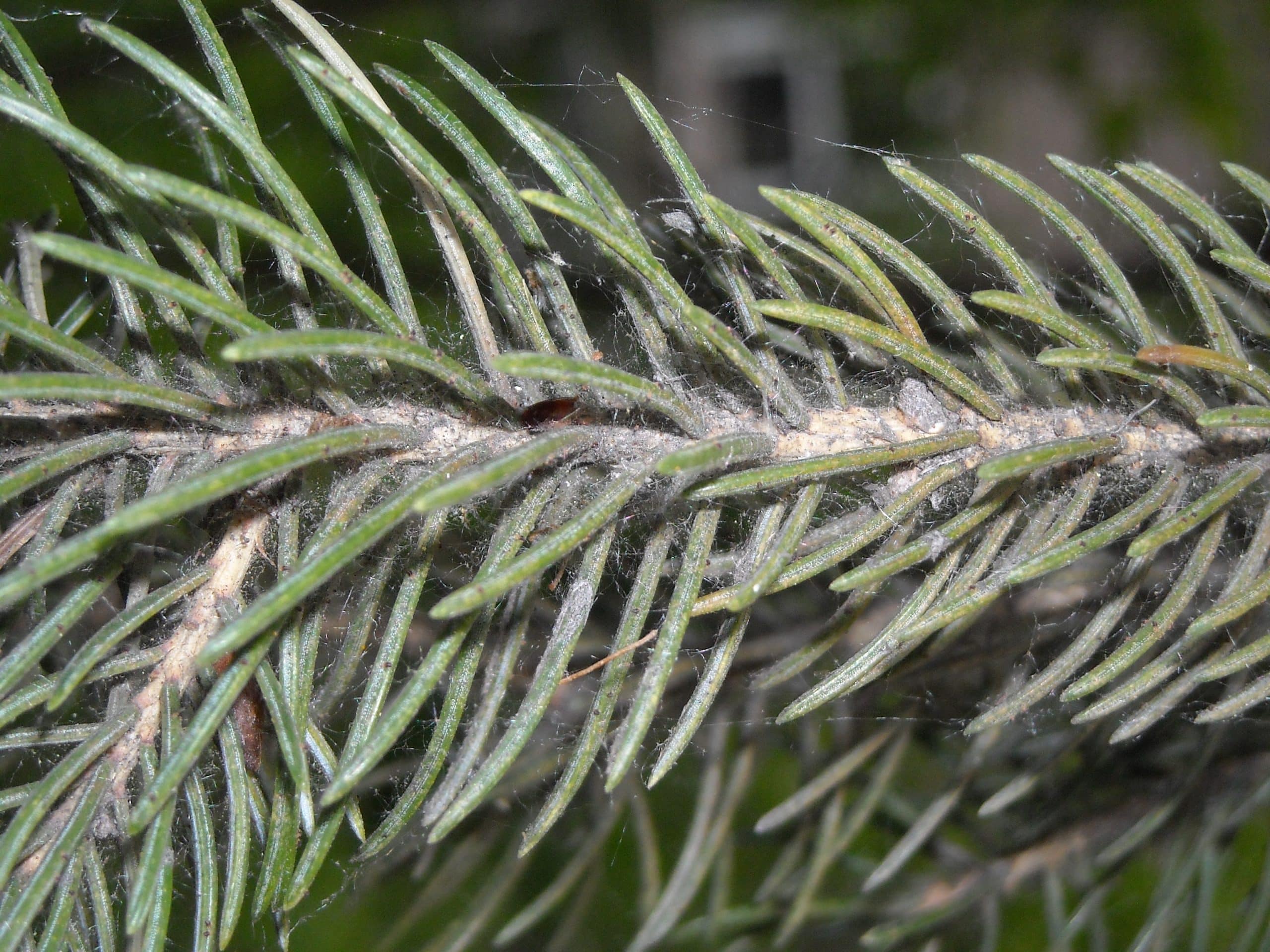 Close-up of evergreen needles covered in fine spider mite webbing along the branch.