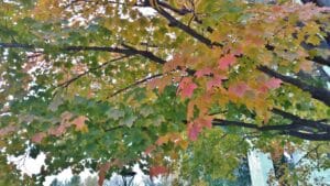 Maple tree canopy transitioning through fall colors, with leaves ranging from green to yellow, orange, and pink viewed from below.