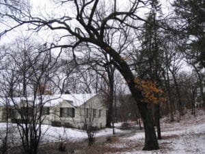 Winter yard with bare trees, one bearing lingering orange leaves, arching over a snow-covered residential property.