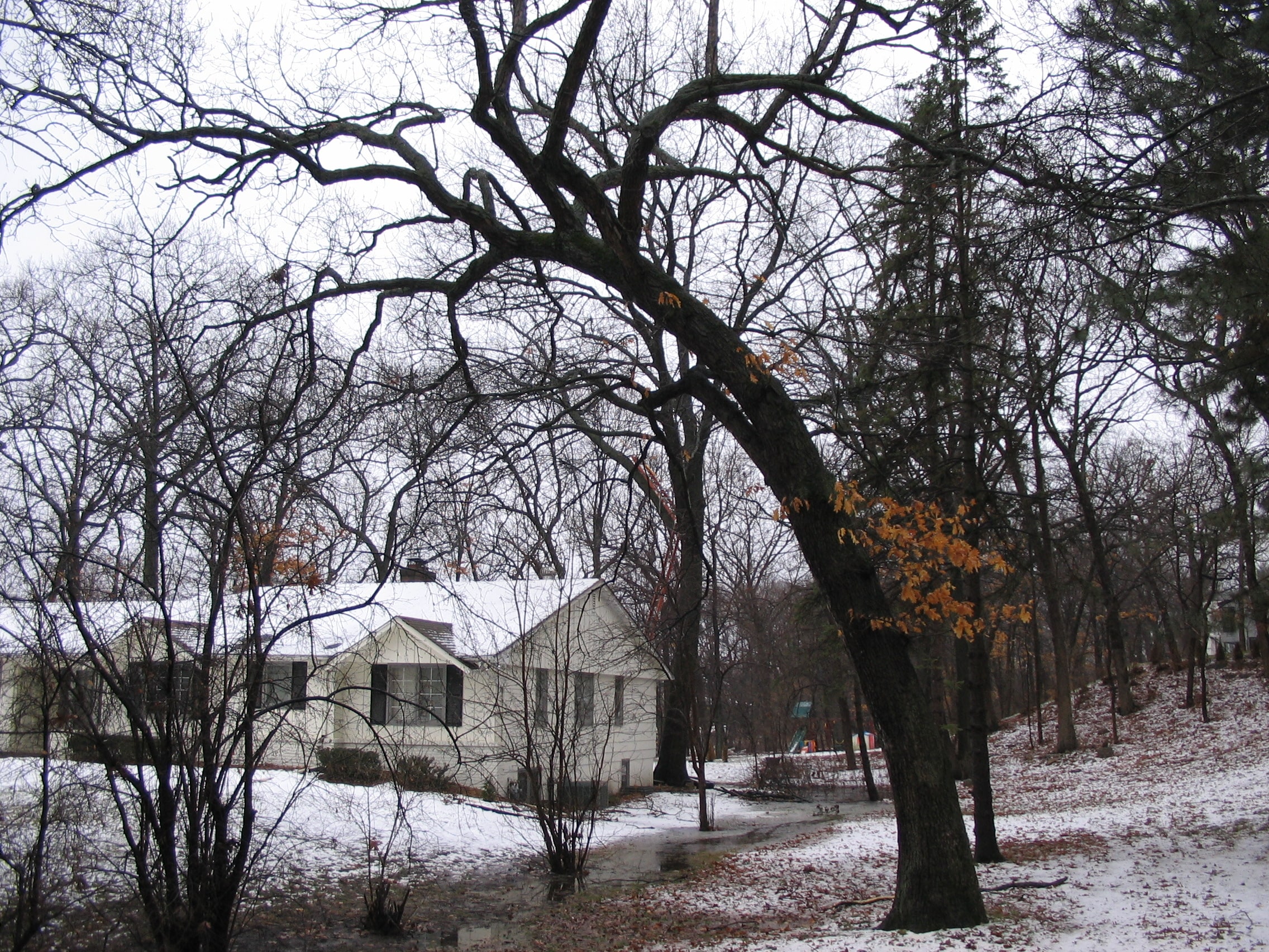 Winter yard with bare trees, one bearing lingering orange leaves, arching over a snow-covered residential property.