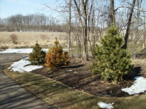 Young evergreen trees along a driveway showing winter browning damage on some needles beside healthy green pines, melting snow patches on ground.