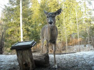 Deer standing near a wooden feeding stump in a wooded yard with evergreen and bare trees in the background.