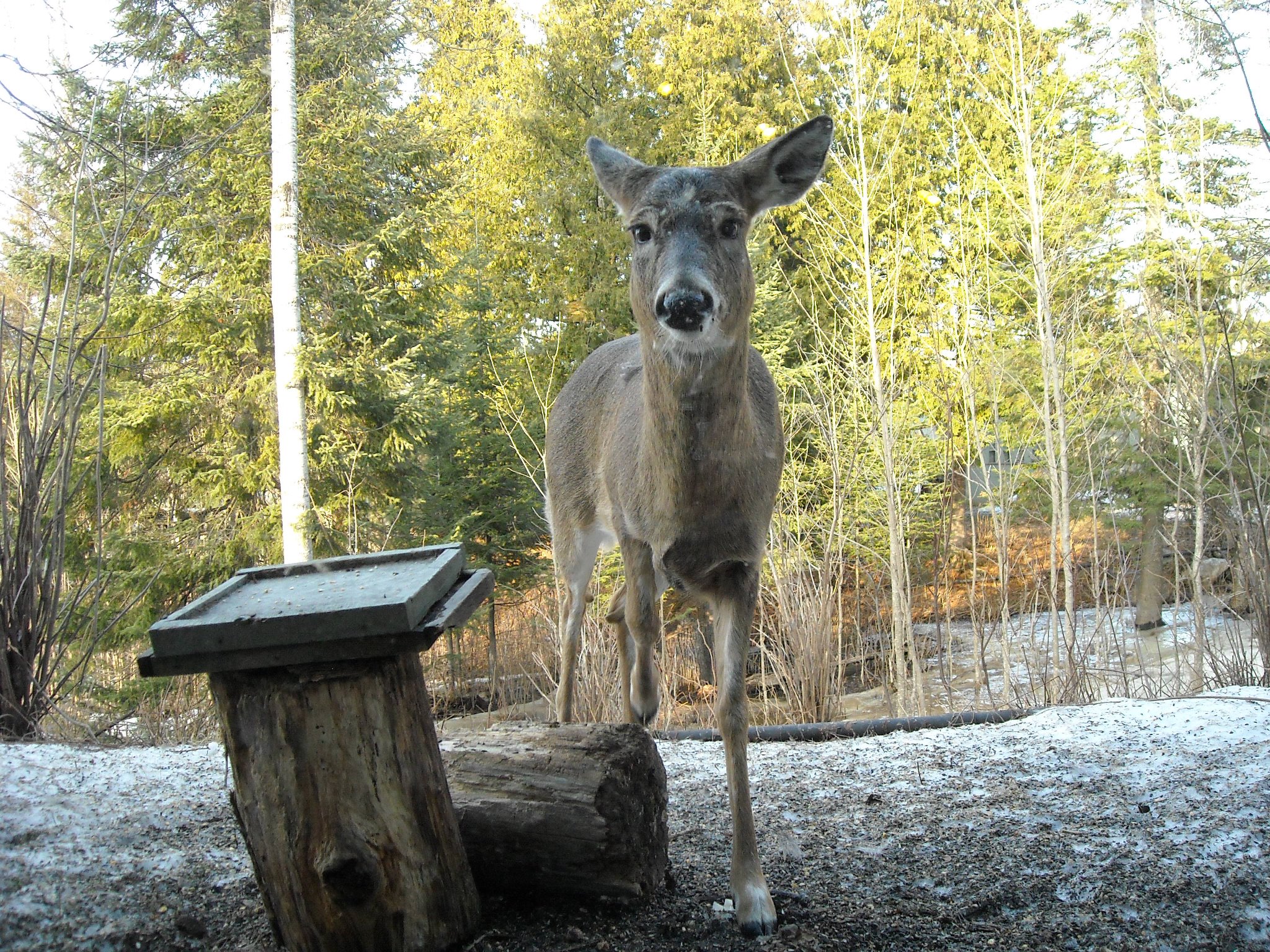 Deer standing near a wooden feeding stump in a wooded yard with evergreen and bare trees in the background.