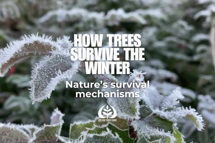 Frost-covered leaves illustrating how trees survive winter conditions.