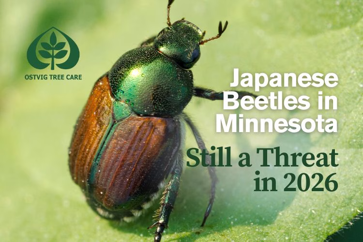 Close-up of a Japanese beetle on a leaf, a common Minnesota tree pest in 2026.