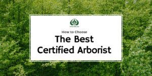 Dense green forest canopy background with "How to choose the best certified arborist" title and Ostvig Tree Care logo.
