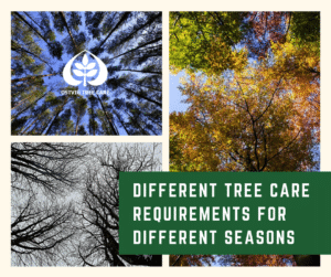 Tree Care Service Minneapolis St. Paul Wayzata Edina Dellwood Eden Prairie Deephaven.