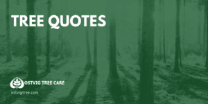 Ostvig Blog Covers 2019
