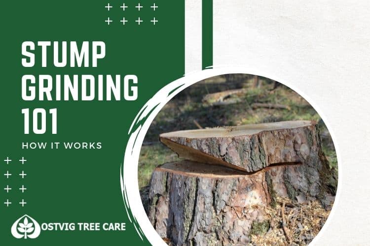 Freshly cut tree stump with wood chips, with "Stump grinding 101: how it works" title and Ostvig Tree Care logo.