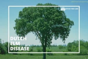 Large healthy elm tree in an open field, framed with "Dutch elm disease" title and Ostvig Tree Care logo.