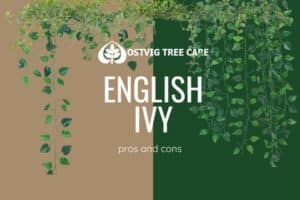 Split tan and dark green background with trailing English ivy vines, "English Ivy: pros and cons" title and Ostvig Tree Care logo.