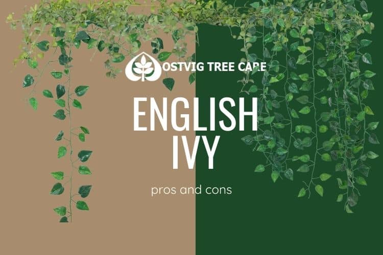 Split tan and dark green background with trailing English ivy vines, "English Ivy: pros and cons" title and Ostvig Tree Care logo.