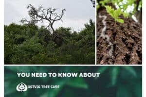 Split image of a bare dead oak tree amid green shrubs and a close-up of a young oak seedling sprouting from bark, with "You need to know about" title and Ostvig Tree Care logo.