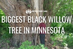 Person standing beside massive black willow tree trunk in forest, with "Biggest black willow tree in Minnesota" title and Ostvig Tree Care logo.