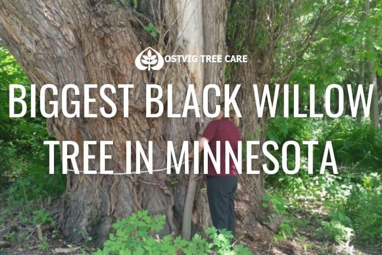 Person standing beside massive black willow tree trunk in forest, with "Biggest black willow tree in Minnesota" title and Ostvig Tree Care logo.