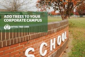 Brick school sign with autumn tree in background, with "Add trees to your corporate campus" title and Ostvig Tree Care logo.