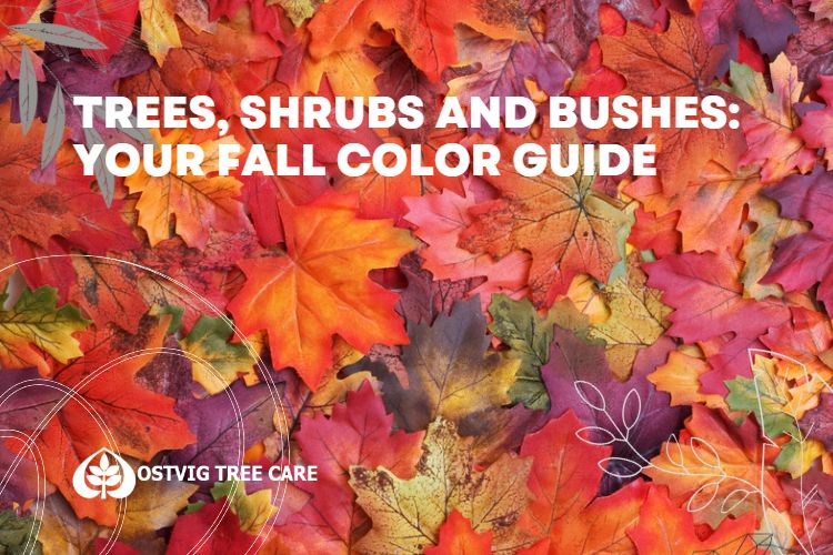 Vibrant red, orange, and yellow autumn leaves background with "Trees, shrubs and bushes: your fall color guide" title and Ostvig Tree Care logo.