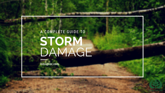 "A Complete Guide to Storm Damage" graphic with a fallen tree trunk hanging over a wooded pathway.