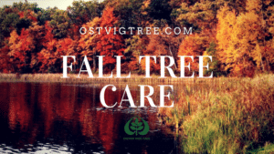 Tree Care Fall Pruning Minneapolis St. Paul Wayzata Edina Mahtomedi.
