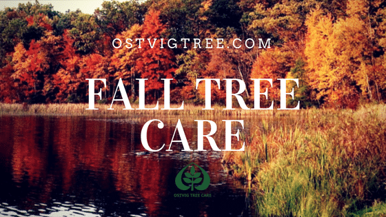 Tree Care Fall Pruning Minneapolis St. Paul Wayzata Edina Mahtomedi.