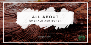 Emerald Ash Borer EAB Minneapolis St. Paul Wayzata Edina Dellwood Eden Prairie Deephaven.