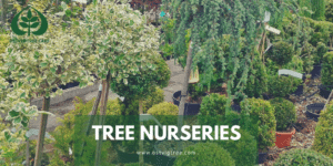 "Tree Nurseries" graphic showing rows of potted young trees and shrubs, including variegated topiary, at a nursery with Ostvig Tree Care logo.