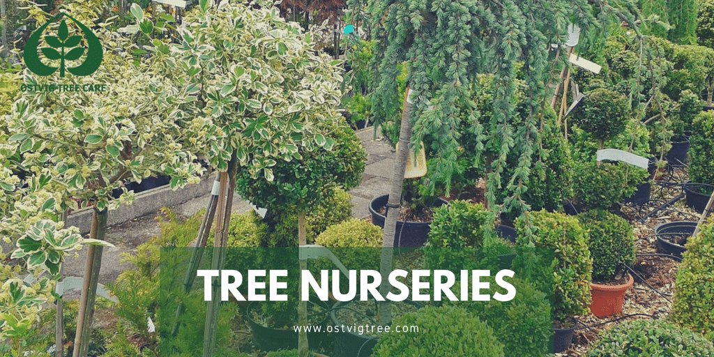 "Tree Nurseries" graphic showing rows of potted young trees and shrubs, including variegated topiary, at a nursery with Ostvig Tree Care logo.