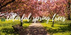"Colorful Spring Trees" graphic with a park path lined by pink blossoming trees and a bench, Ostvig Tree Care logo.