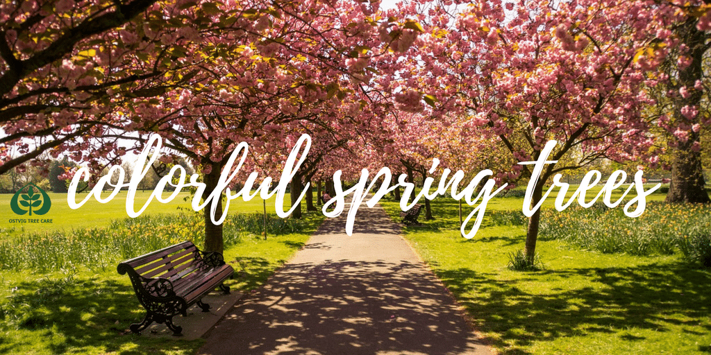 "Colorful Spring Trees" graphic with a park path lined by pink blossoming trees and a bench, Ostvig Tree Care logo.