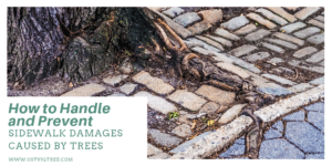 Tree roots pushing up through and cracking cobblestone pavement, with "How to Handle and Prevent Sidewalk Damages Caused by Trees" title and ostvigtree.com.