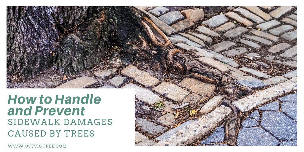 Tree roots pushing up through and cracking cobblestone pavement, with "How to Handle and Prevent Sidewalk Damages Caused by Trees" title and ostvigtree.com.