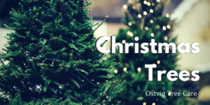 Fresh green Christmas trees strung with string lights, with "Christmas Trees" title and Ostvig Tree Care logo.