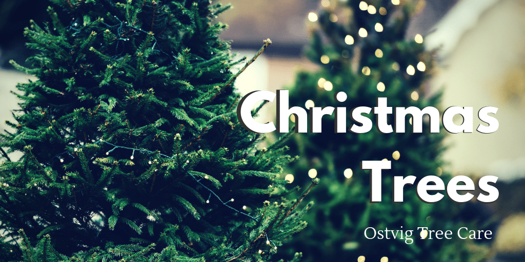 Fresh green Christmas trees strung with string lights, with "Christmas Trees" title and Ostvig Tree Care logo.
