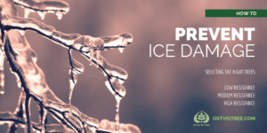 Tree branches heavily coated in dripping ice, with "How to Prevent Ice Damage: Selecting the Right Trees" title listing resistance levels, and Ostvig Tree Care logo.