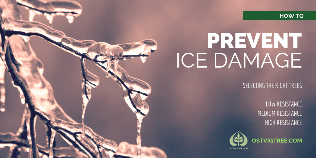 Tree branches heavily coated in dripping ice, with "How to Prevent Ice Damage: Selecting the Right Trees" title listing resistance levels, and Ostvig Tree Care logo.