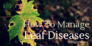 Maple leaf with black tar spot fungal disease and yellowing, with "How to Manage Leaf Diseases" title and Ostvig Tree Care logo.