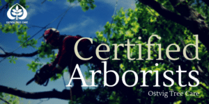 Arborist climbing a tree with a chainsaw against a blue sky, with "Certified Arborists" title and Ostvig Tree Care logo.