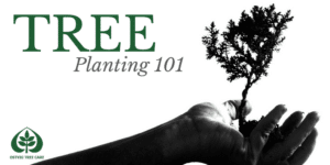 Black and white image of a hand holding a small tree sapling with soil, with "Tree Planting 101" title and Ostvig Tree Care logo.