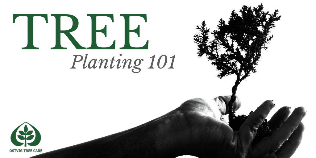 Black and white image of a hand holding a small tree sapling with soil, with "Tree Planting 101" title and Ostvig Tree Care logo.