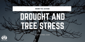 Tree Care Service Minneapolis St. Paul Wayzata Edina Dellwood Eden Prairie Deephaven.