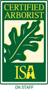ISA Certified Arborist on staff badge with green oak leaf logo.