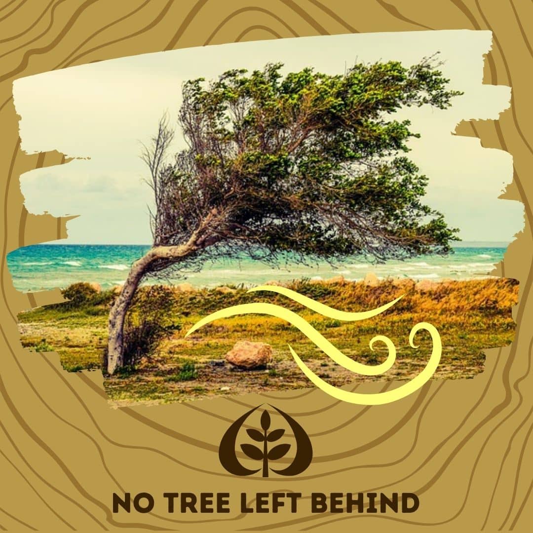 Wind-shaped coastal tree bent sideways by strong winds near the ocean, illustrating storm damage with "No tree left behind" caption.