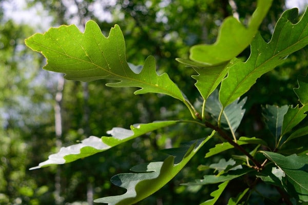 Bur oak tree leaves with lobed edges, Minnetonka service area.