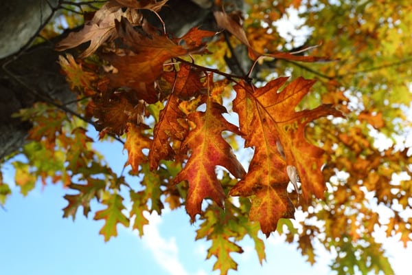 Northern red oak leaves in autumn color, Orono service area.