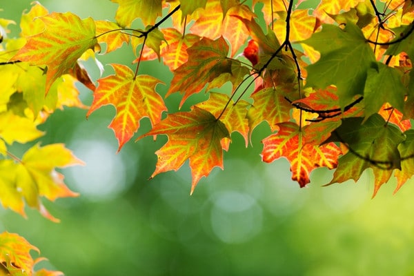 Sugar maple leaves in autumn color, Plymouth service area.