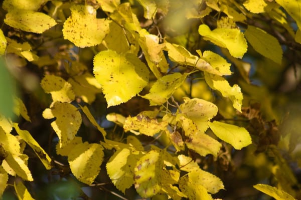 American basswood tree leaves in golden fall color, Wayzata service area.
