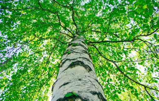 Upward view of paper birch tree canopy with white trunk and green foliage.